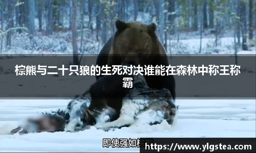 棕熊与二十只狼的生死对决谁能在森林中称王称霸
